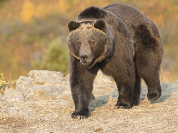 Grizzly bears can weigh more than 700 pounds 3175 kg Male grizzlies are - photo 9