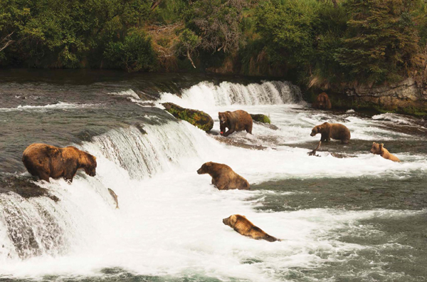 Although grizzlies spend much of their time alone they come together in places - photo 10