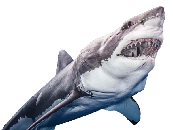 Its easy to see why great white sharks are known as the most fearsome fish in - photo 3