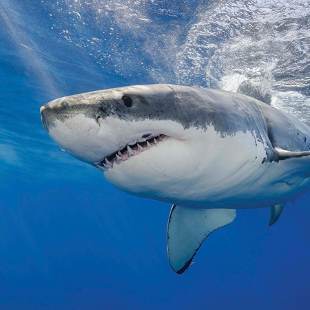 Its easy to see why great white sharks are known as the most fearsome fish in - photo 4