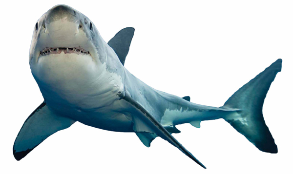 Great white sharks usually have gray bodies but some are dark blue black or - photo 5