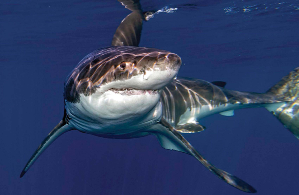 Great white sharks usually have gray bodies but some are dark blue black or - photo 6