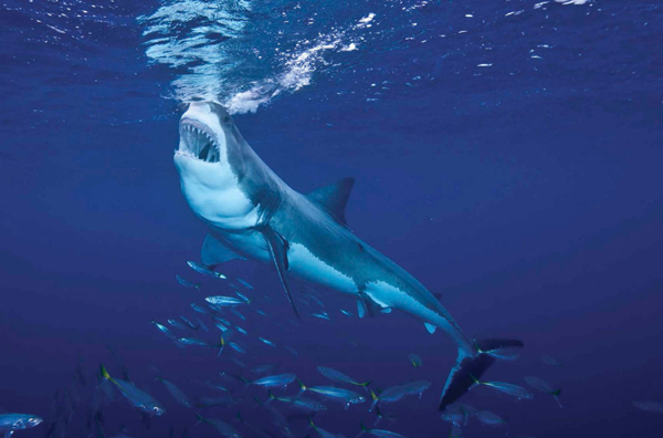 Great white sharks usually attack around dawn when it is still too dark for - photo 10