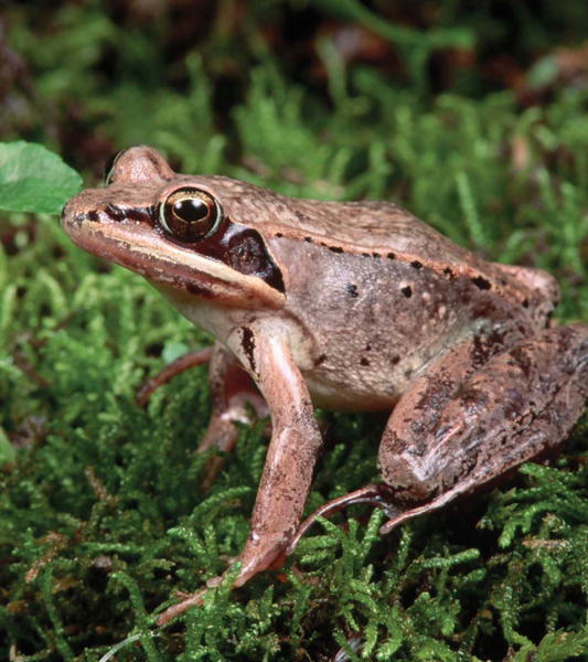 Only one species of amphibian lives in Denali National Park The wood frog is - photo 4