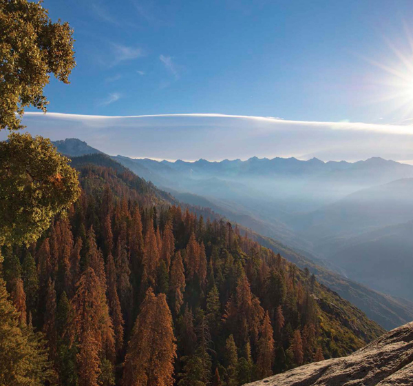 Sequoia trees are the tallest trees on Earth Sequoia National Park in the - photo 6