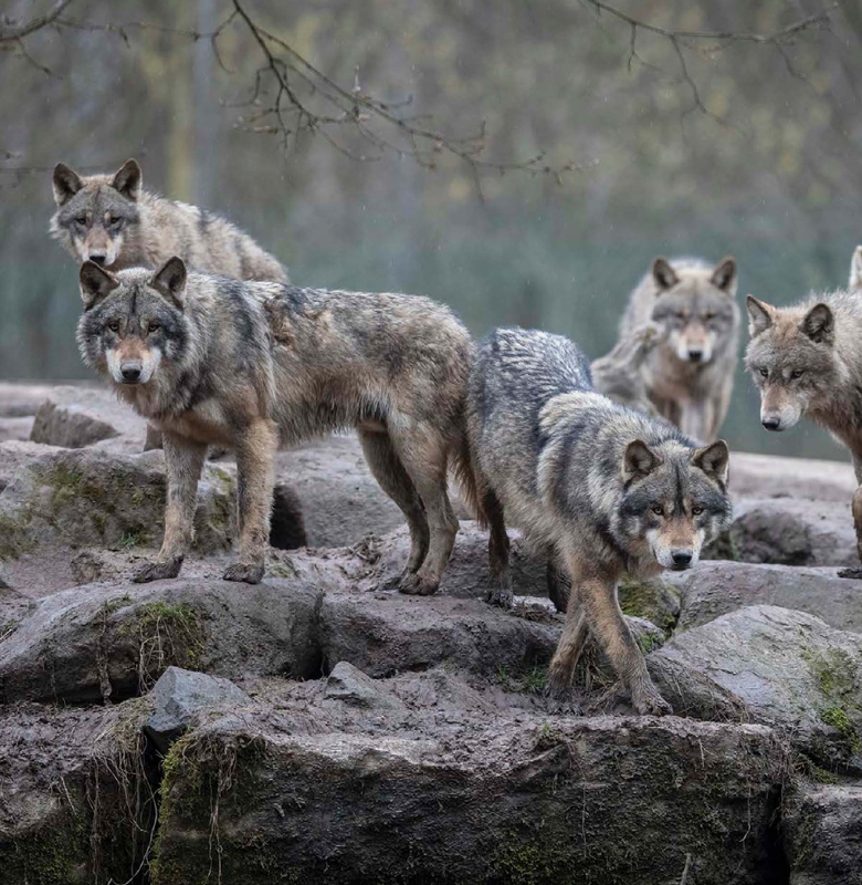 Wolves have an important job in lowland habitats They control the number of - photo 10