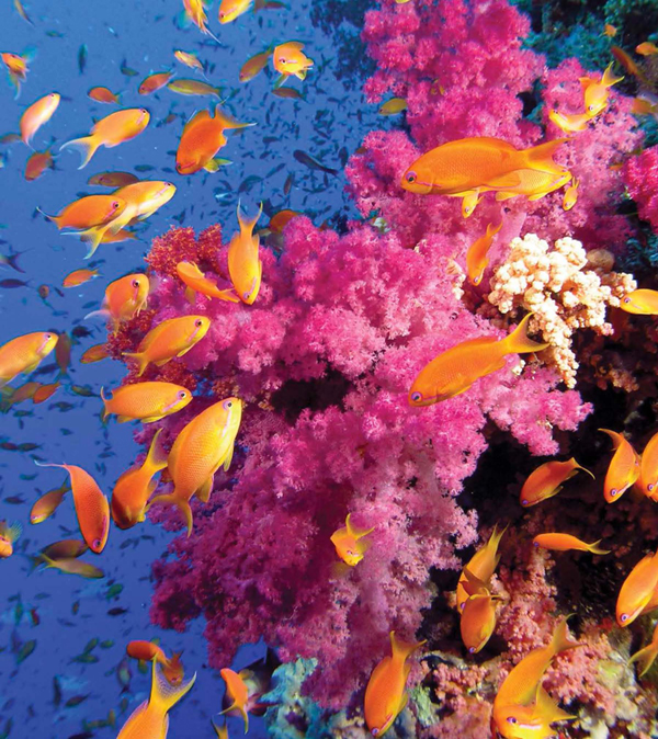 More animals live on or near coral reefs than in any other part of the ocean - photo 5