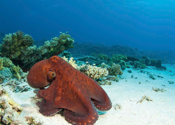 The chambered nautilus is a mollusk that uses tentacles to catch its prey - photo 9