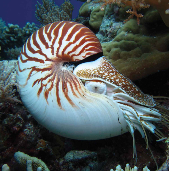 The chambered nautilus is a mollusk that uses tentacles to catch its prey - photo 10