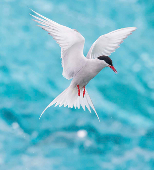 The Arctic tern migrates from Greenland to Antarctica and back each yeara - photo 7