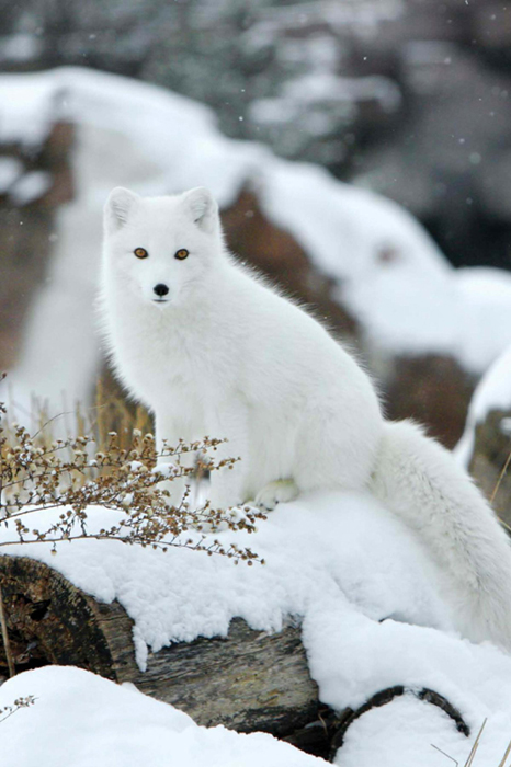 Arctic foxes live in burrows and may dig a tunnel in the snow to stay warm - photo 8