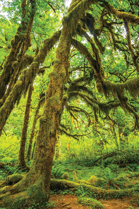 Temperate rain forests like the one pictured here in Olympic National Park in - photo 3