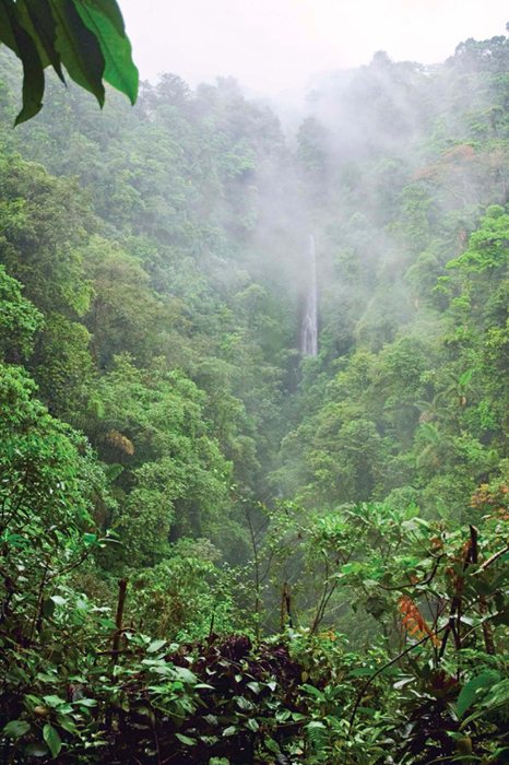 Plants in tropical rain forests lose water through holes in their leaves very - photo 4