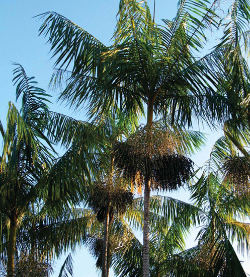 The most common tree species in the Amazon rain forest is Euterpe precatoria - photo 6