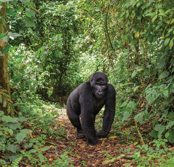 Mountain gorillas are rain forest floor omnivoreseating plants and insects - photo 8