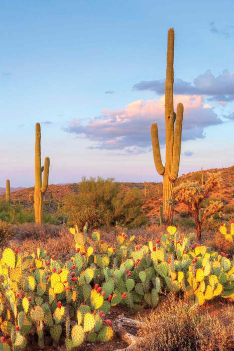 The United States has four large deserts which are the Mojave the Sonoran - photo 3