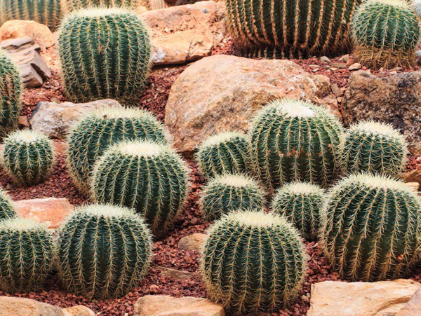 Many desert plants such as this plant called a succulent have a waxy coating - photo 4