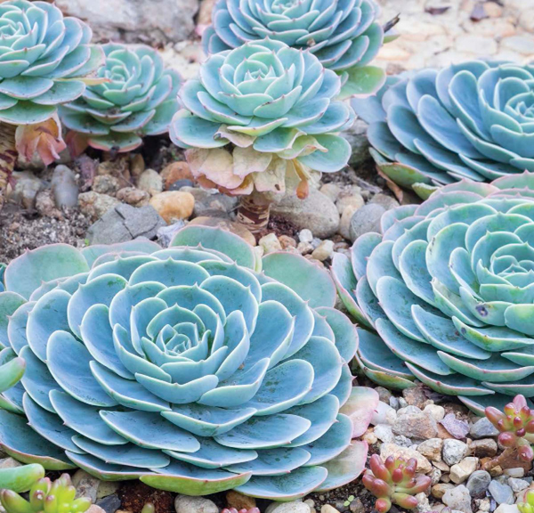 Many desert plants such as this plant called a succulent have a waxy coating - photo 5