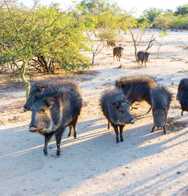 Peccaries live in deserts in southern parts of North America Central America - photo 7