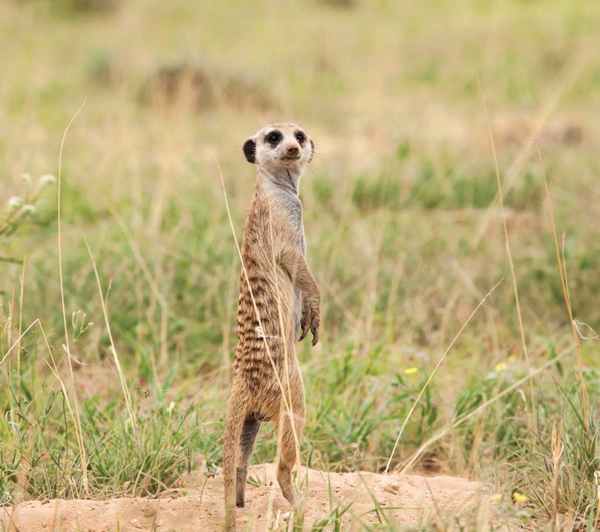 Meerkats take turns acting as the guard When the others hear the warning call - photo 8