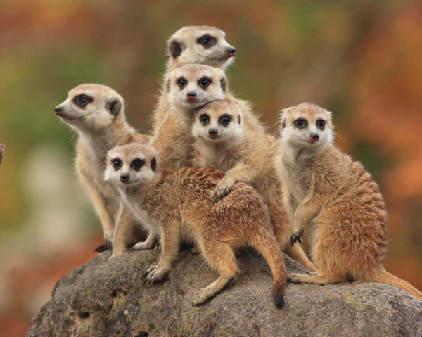 Meerkats spend five to eight hours searching for food each day but spend the - photo 9