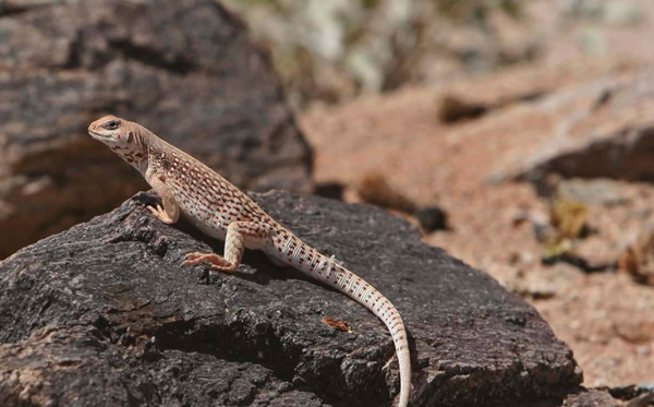 Some reptiles such as the desert iguana can have fairly high body - photo 10