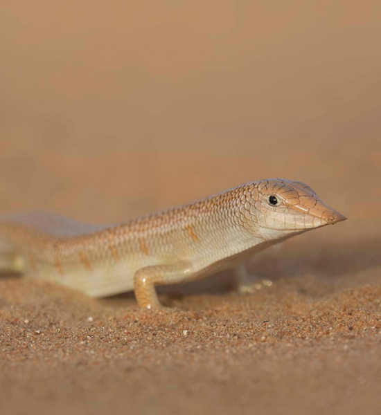 Creature Corner The sandfish or desert skink is a reptile that lives in the - photo 11