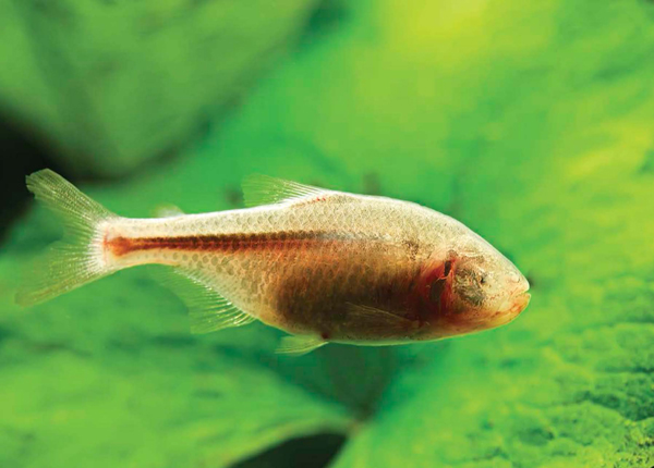 MEXICAN BLIND CAVEFISH Bats belong to a group of cave dwellers called - photo 4