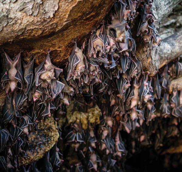 Bats belong to a group of cave dwellers called trogloxenes subtroglophiles or - photo 5