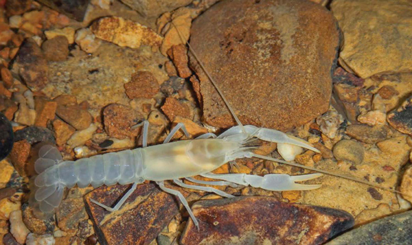 PRICKLY CAVE CRAYFISH The olm is a type of cave-dwelling salamander endemic - photo 6