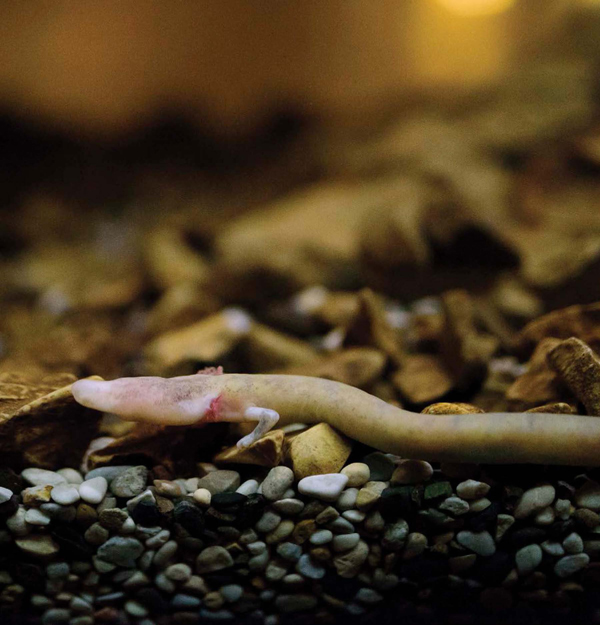 The olm is a type of cave-dwelling salamander endemic to caves in Slovenia and - photo 7