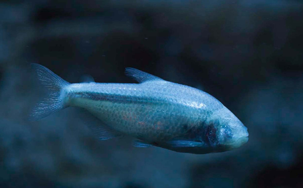 Mexican blind cavefish are born with eyes but as they grow up their eyes - photo 8