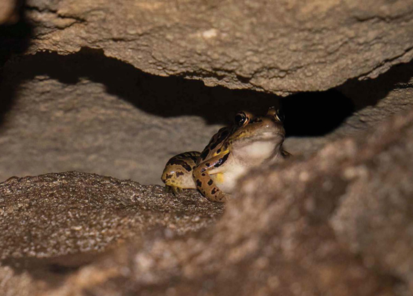 The color of this cave salamander is much brighter than the olm This is - photo 10