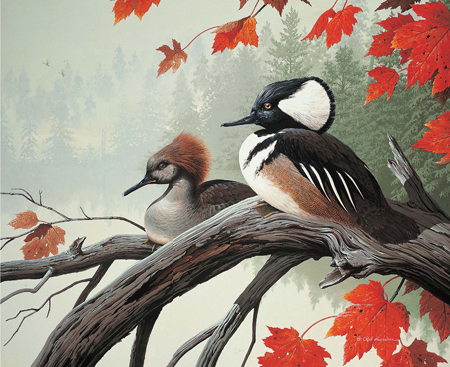 Misty Morning Hooded Mergansers Gouache 22 26 57cm 66cm Private collection - photo 6