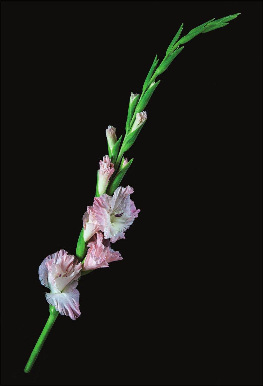 Fig 12 This picture of a gladiolus flower is about one-twentieth life-size - photo 4