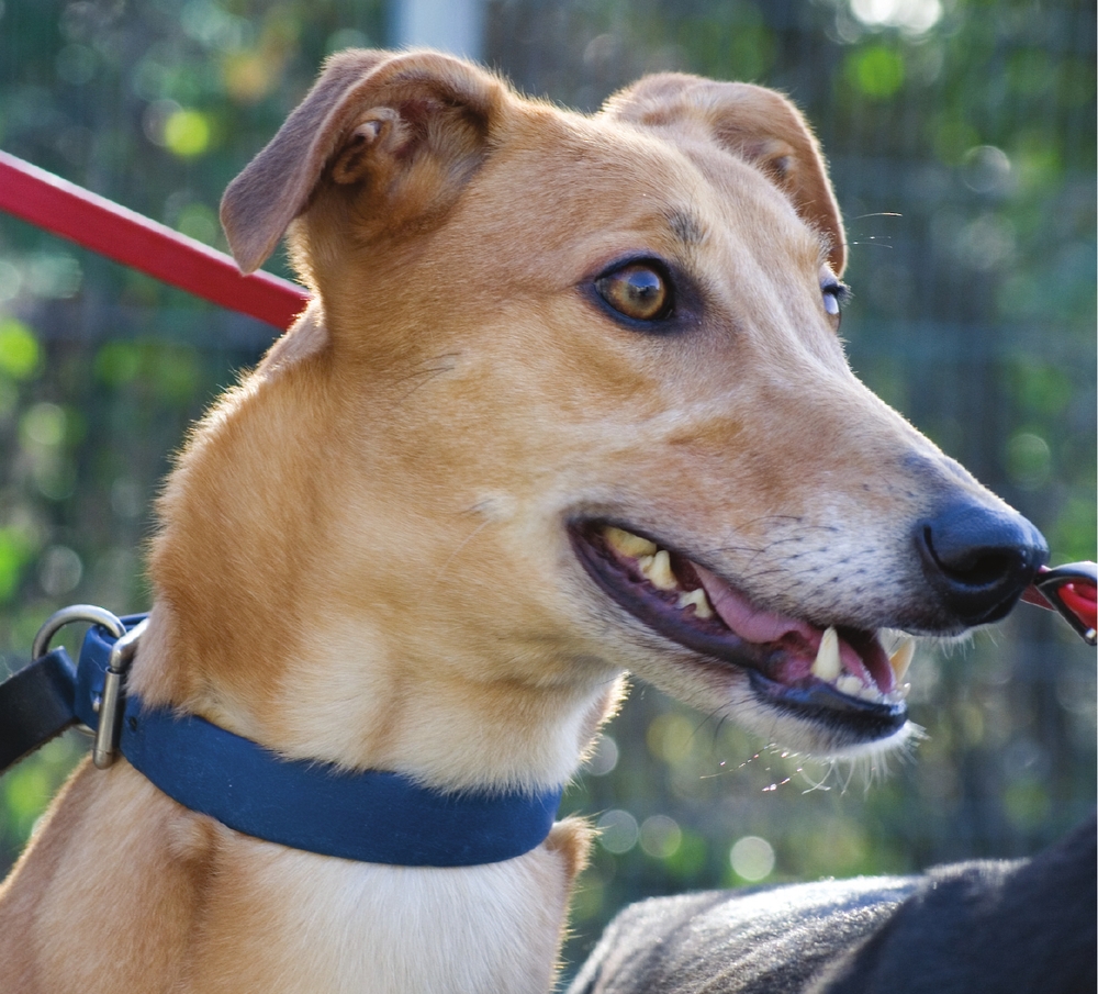 This lovely greyhound bitch shows what beautiful dogs greyhounds are First - photo 1