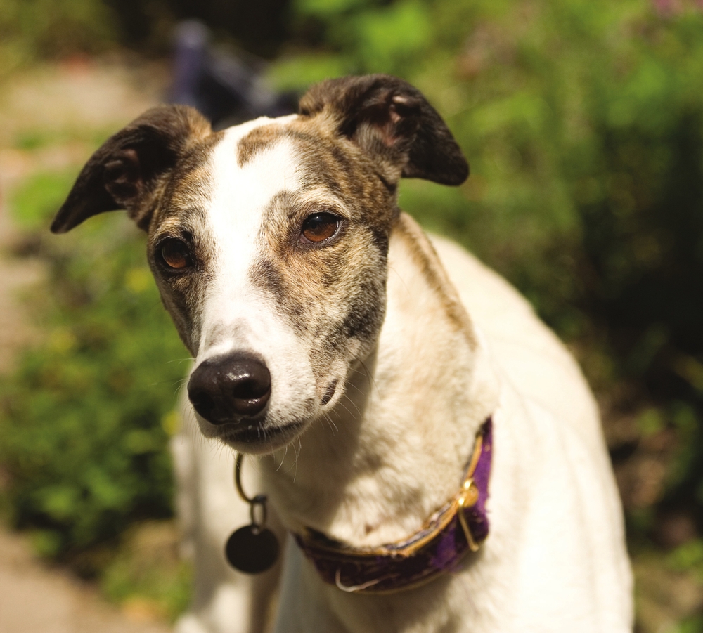 Beauty in greyhounds is not just skin deep kindness shines out of those eyes - photo 4