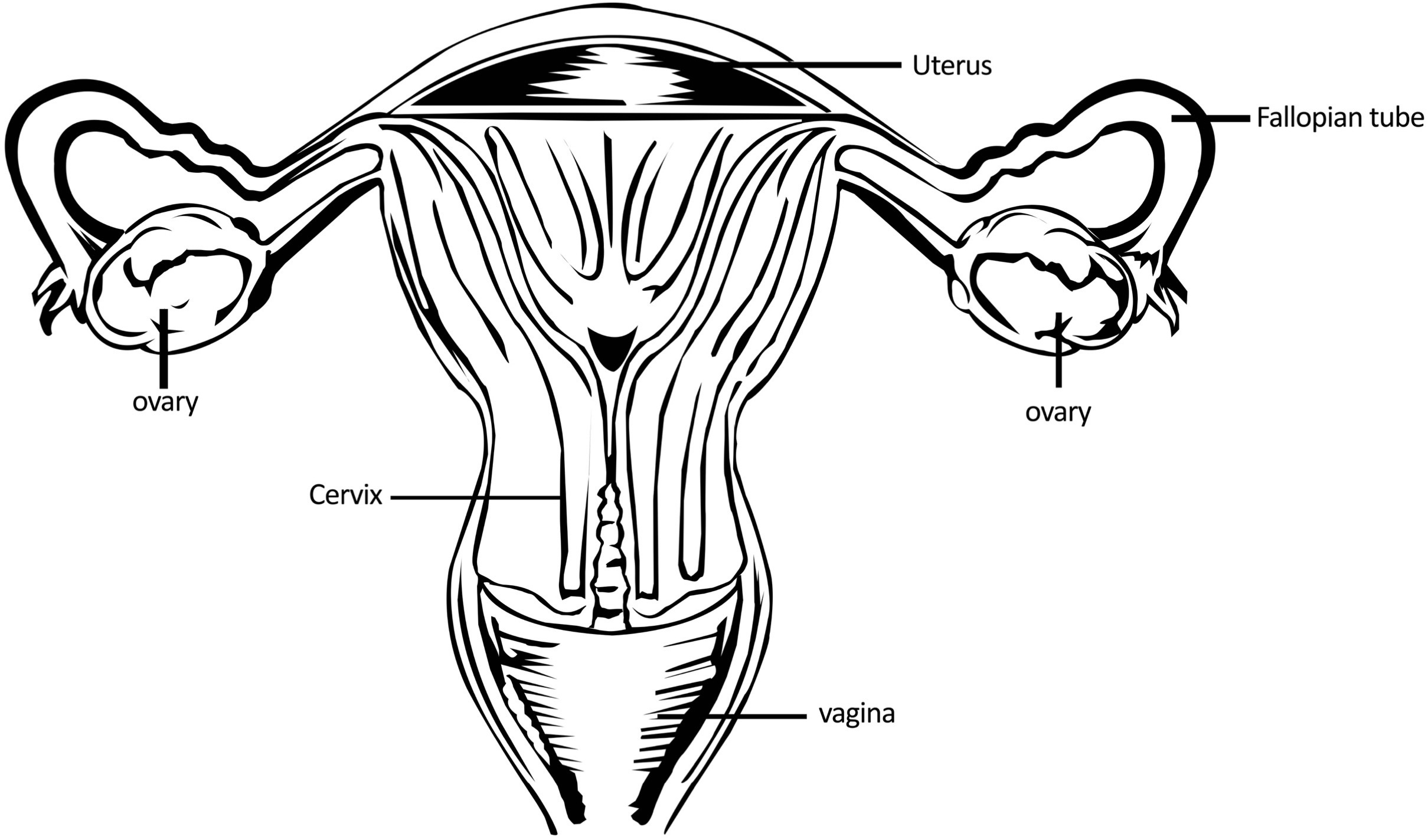 Before the ovum can be fertilized there has to be something to actually do the - photo 2