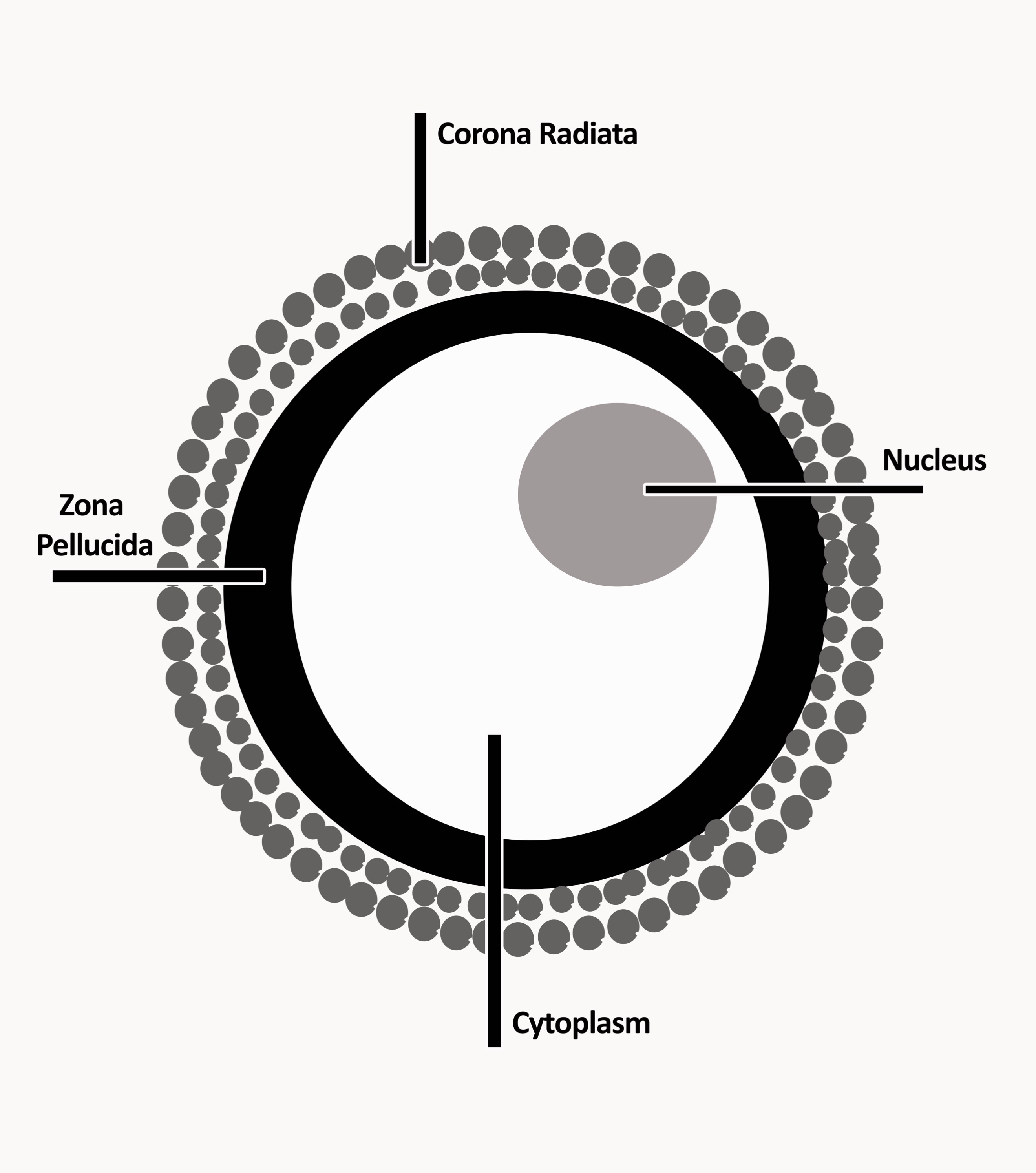 The joined sperm and ovum start the process of dividing Remember that whole - photo 5