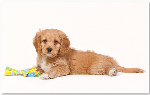 The Cavapoo is a loving affectionate dog who thrives in a family with - photo 2