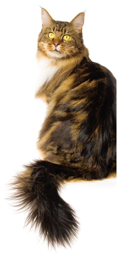 The hindquarters of the Maine Coon are heavily furred and look like old-fashion - photo 6