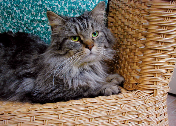 Tufts of fur rise out of the inside and tips of the Maine Coons ears In some - photo 7