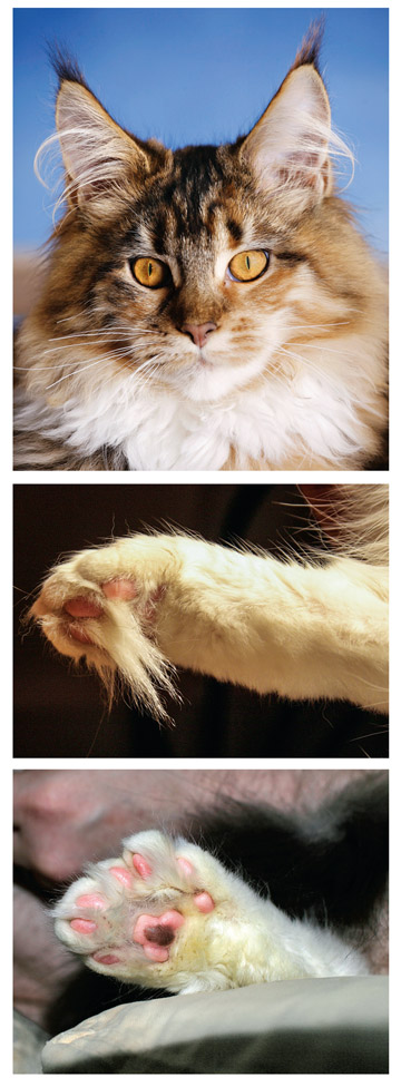The Maine Coon is known for its large heavily tufted snowshoe paws These - photo 8