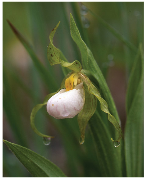 This section includes flowers that are mostly white Off-white flowers can - photo 2