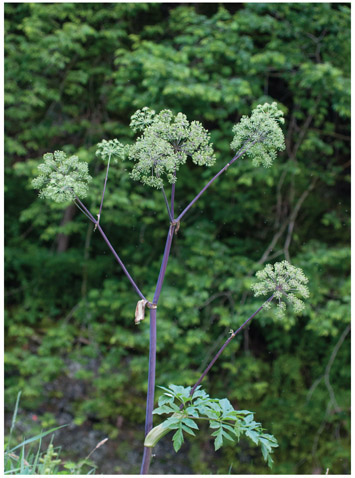 ANGELICA Angelica atropurpurea Parsley family Apiaceae Description Tall - photo 3