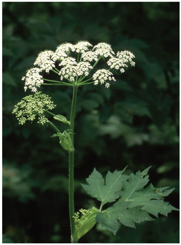 COW PARSNIP Heracleum maximum Parsley family Apiaceae Description A - photo 4