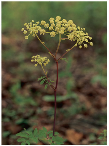 WOOD ANGELICA Angelica venenosa Parsley family Apiaceae Description This - photo 5