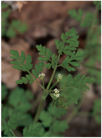 WILD CHERVIL Chaerophyllum procumbens Parsley family Apiaceae - photo 6