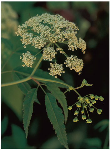 WATER HEMLOCK Cicuta maculata Parsley family Apiaceae Description A - photo 7