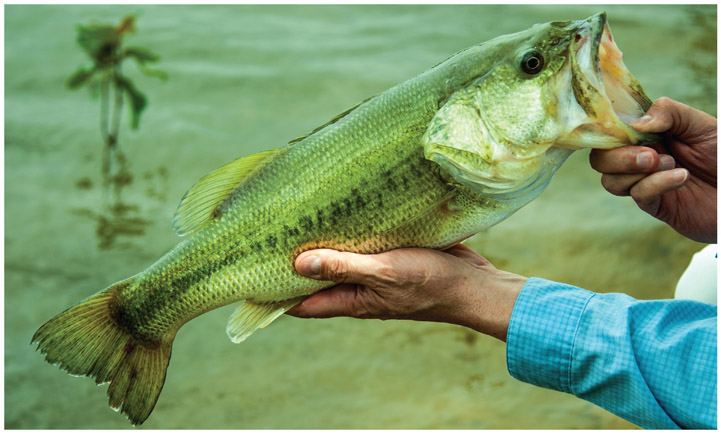 SMALLMOUTH BASS Looks something like a largemouth but has vertical stripes if - photo 7